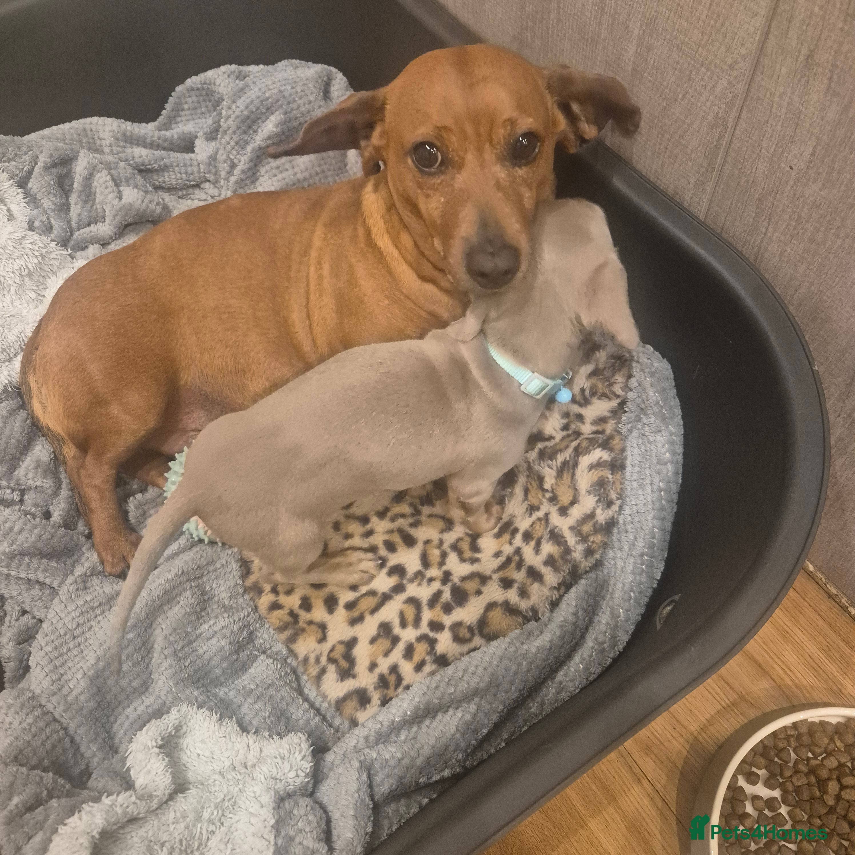 Miniature Dachshund dogs Beautiful Minature Daschund Boy - Advert 7