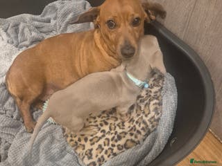 Miniature Dachshund dogs Beautiful Minature Daschund Boy - Advert 11