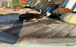 Rex rabbits for sale: Rex Standard Kits available  - Advert 3