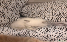 Ragdoll cats for sale: Ragdoll Kittens  - Image 19