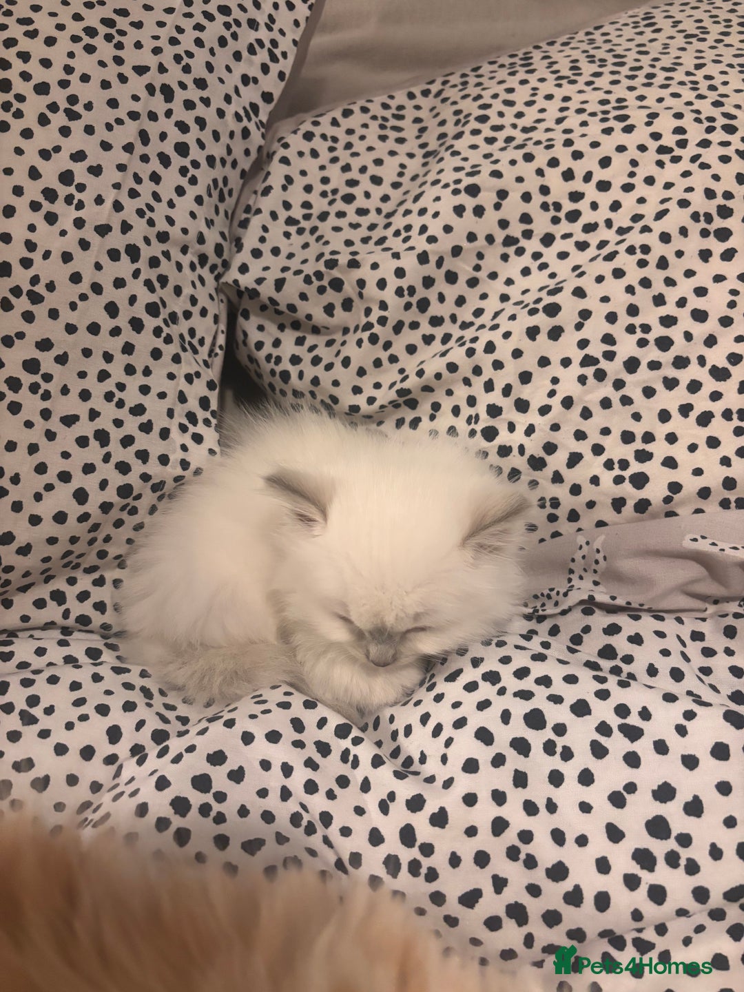 Ragdoll cats for sale: Ragdoll Kittens  - Image 19