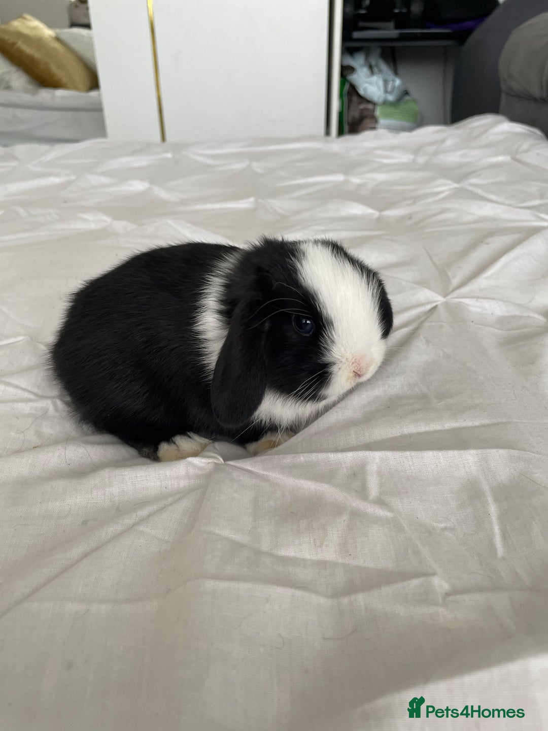 Mini Lion Lop rabbits for sale: for sale mini lop  - Advert 3