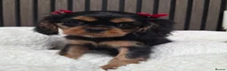 Cavalier King Charles Spaniel dogs for sale: Stunning Cavaliers Puppies - Advert 5