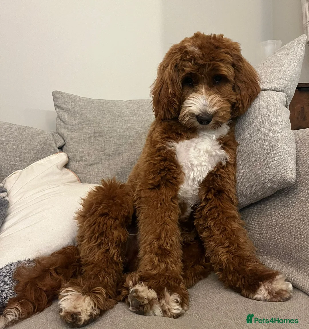 Australian Labradoodle dogs for sale: WAITING LIST Australian Labradoodles - RED & TUX  - Advert 23