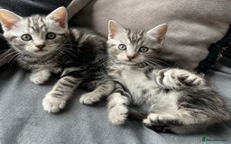 American Shorthair cats for sale: Three beautiful Kittens  - Image 3