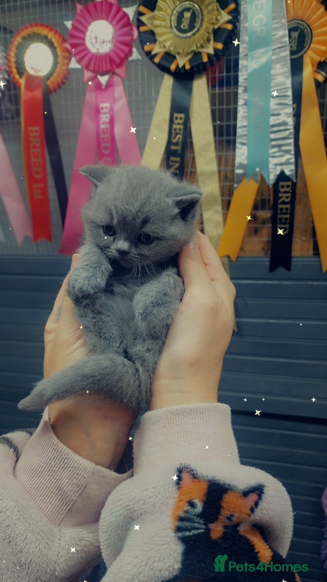 British Shorthair cats for sale: blue boy left. Chunky champion british shorthair - Advert 12