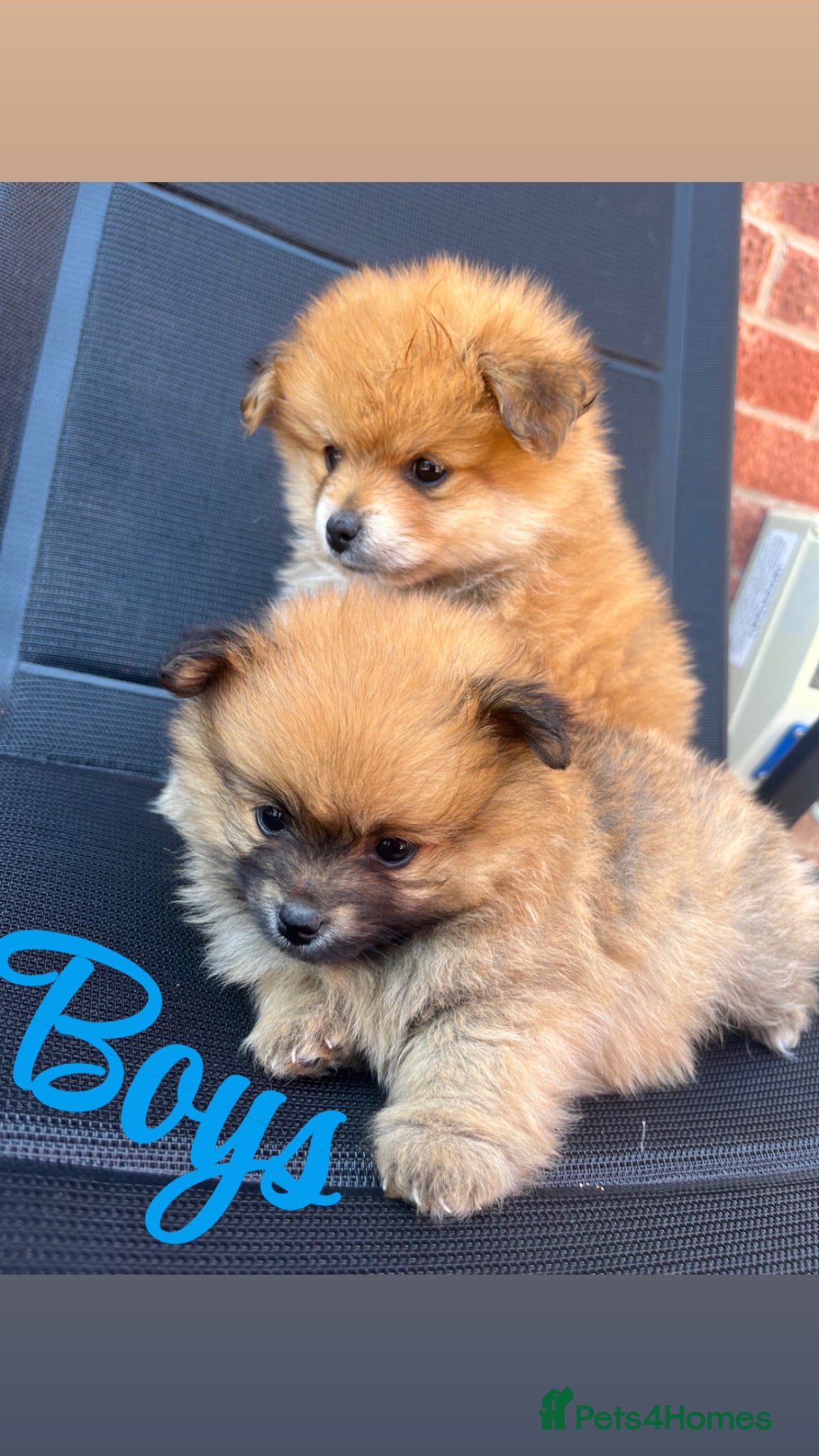 Pomeranian dogs for sale: Pomeranian puppies in Ledbury - Advert 8
