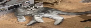 Maine Coon 2