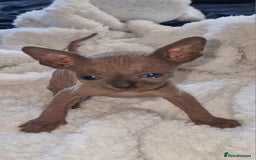 Sphynx cats for sale: Beautiful Canadian Sphynx kittens purebreed  - Image 18