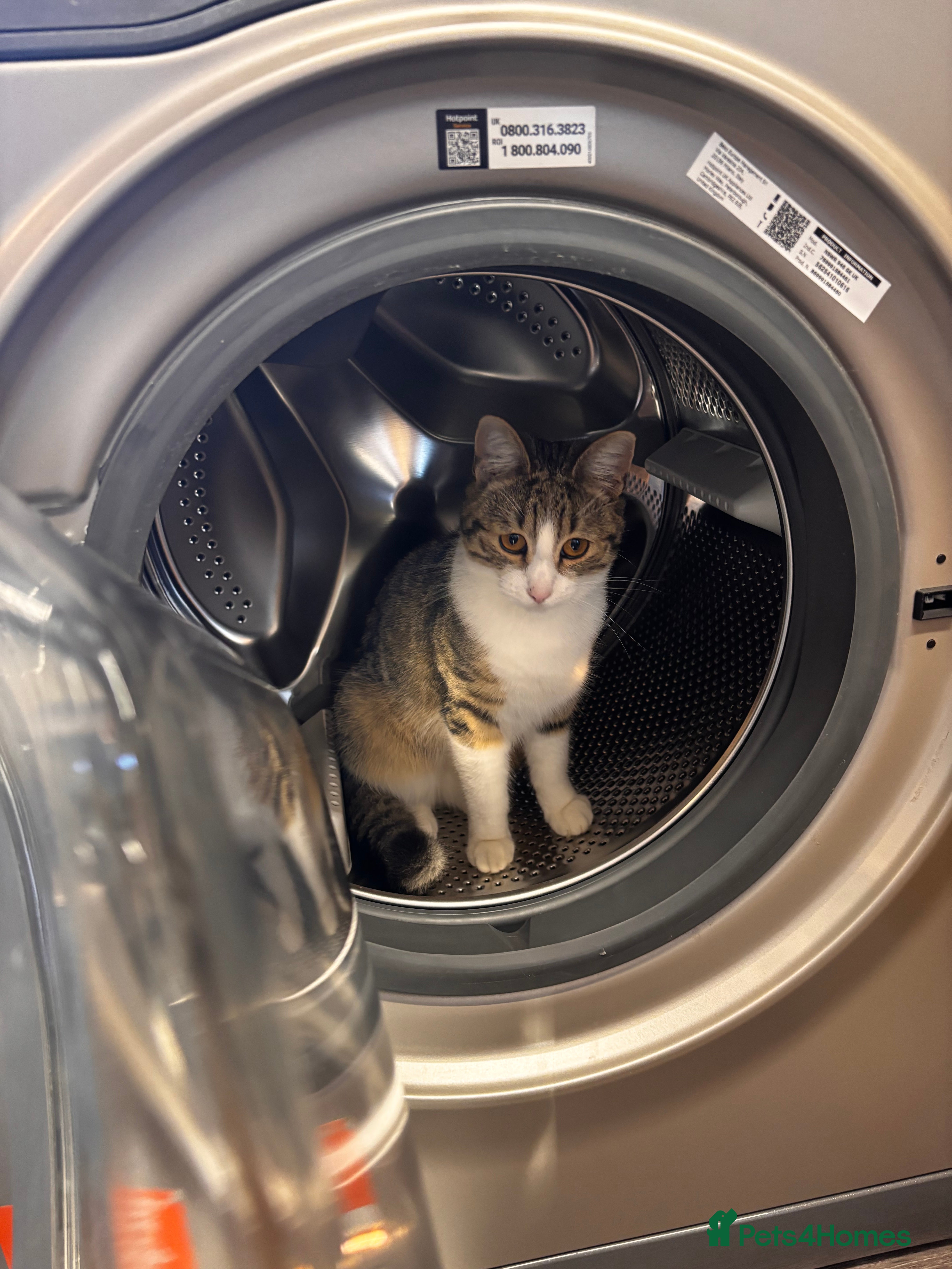 Mixed Breed cats Smithy🩵 - Advert 1