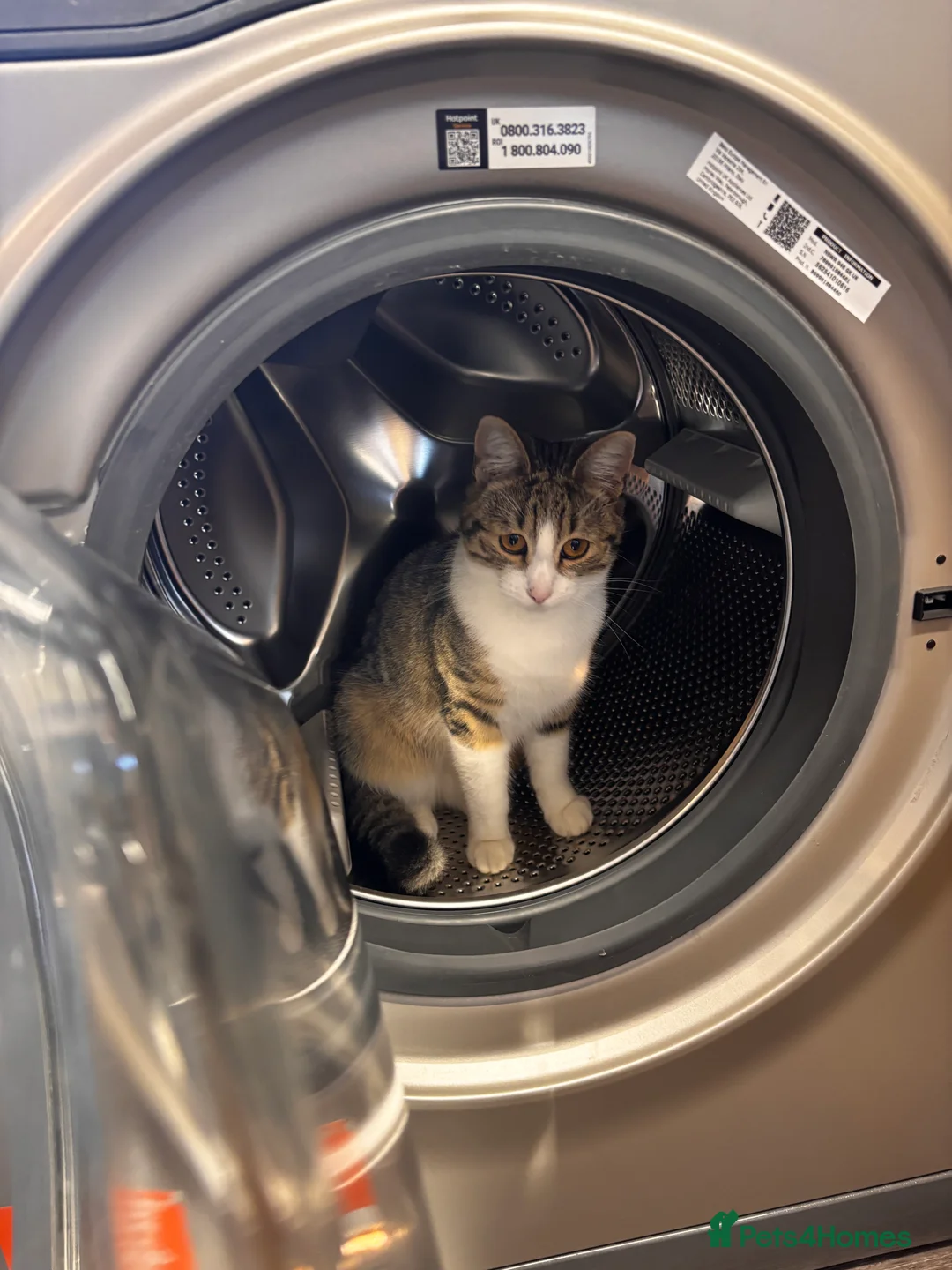 Mixed Breed cats for sale: Smithy🩵 - Advert 1