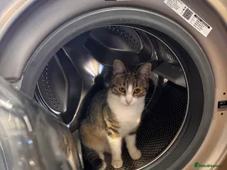 Mixed Breed cats Smithy🩵 - Advert 8