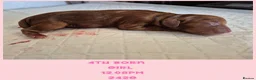 Cavalier King Charles Spaniel dogs for sale: Rkc reg Cavalier Puppies 2 x girls AVAILABLE  - Advert 8