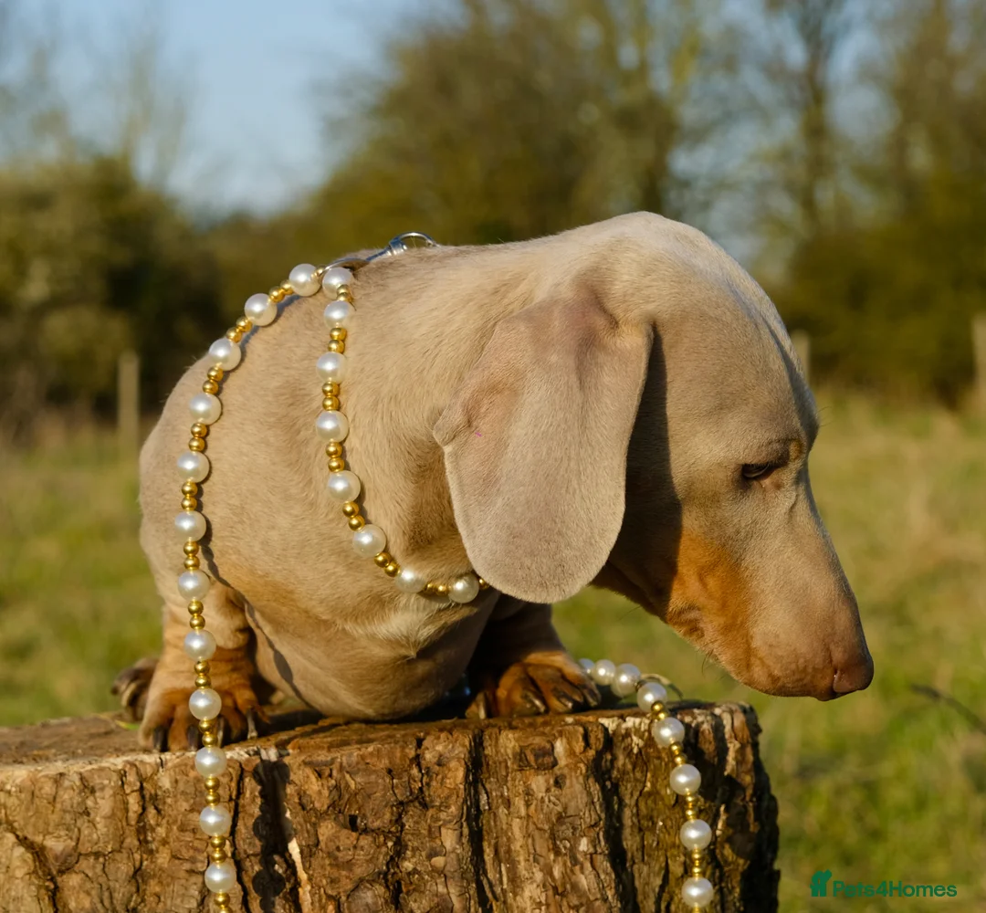 Miniature Dachshund dogs for stud: Award winning breeder-KC Lilac/Isabella Tan  - Advert 2