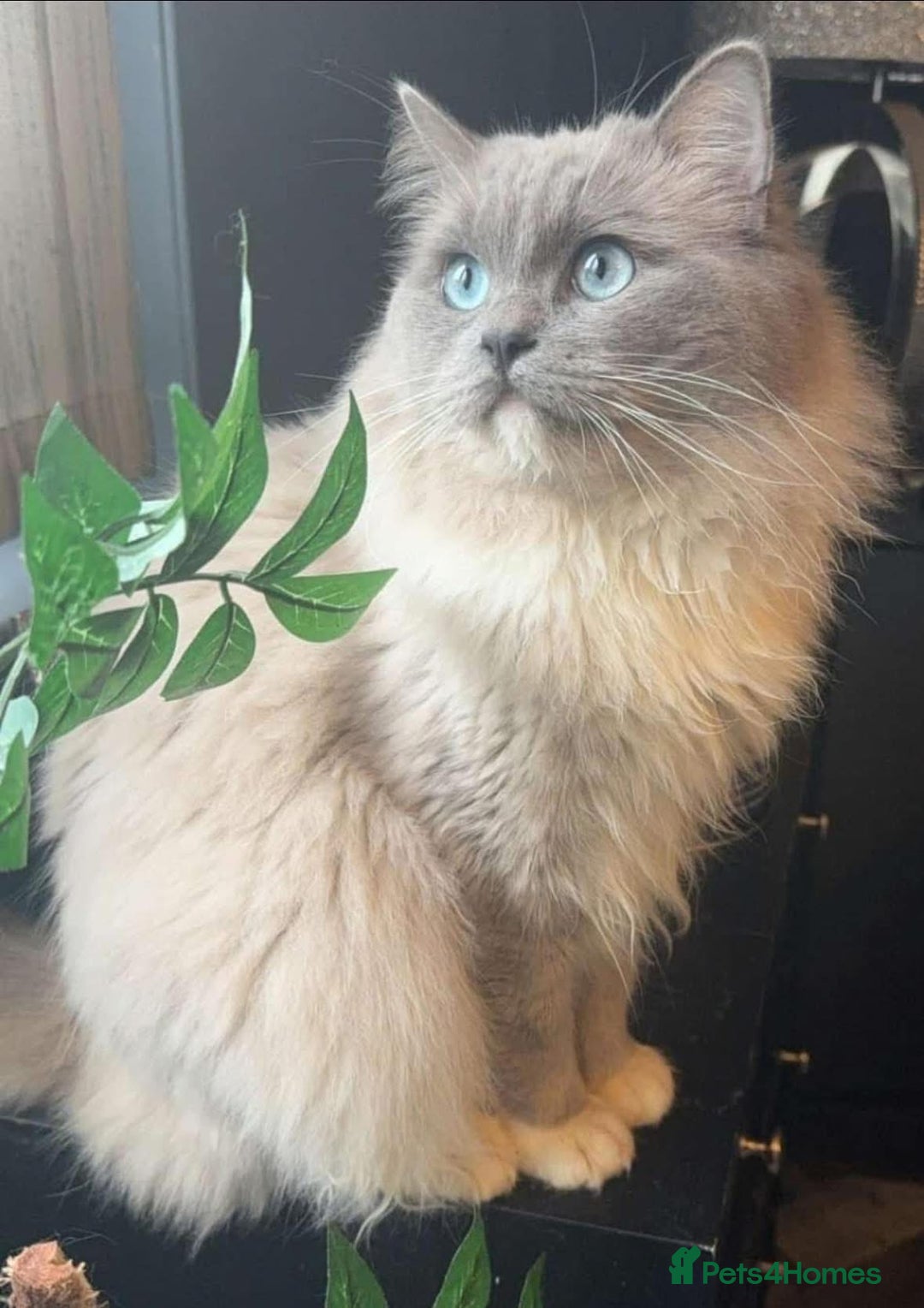 Ragdoll cats for sale: Blue pointed full pedigree tica girl  - Image 8