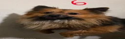 Pomeranian dogs for sale: Adult Dogs Looking for Their Forever  Homes - Advert 5