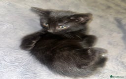 Mixed Breed cats for sale: 2 black girls 9 weeks old - Image 7