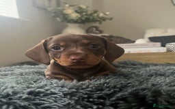Miniature Dachshund dogs for sale: KC Reg Miniature Dachshund Smooth Haired Puppies - Image 5
