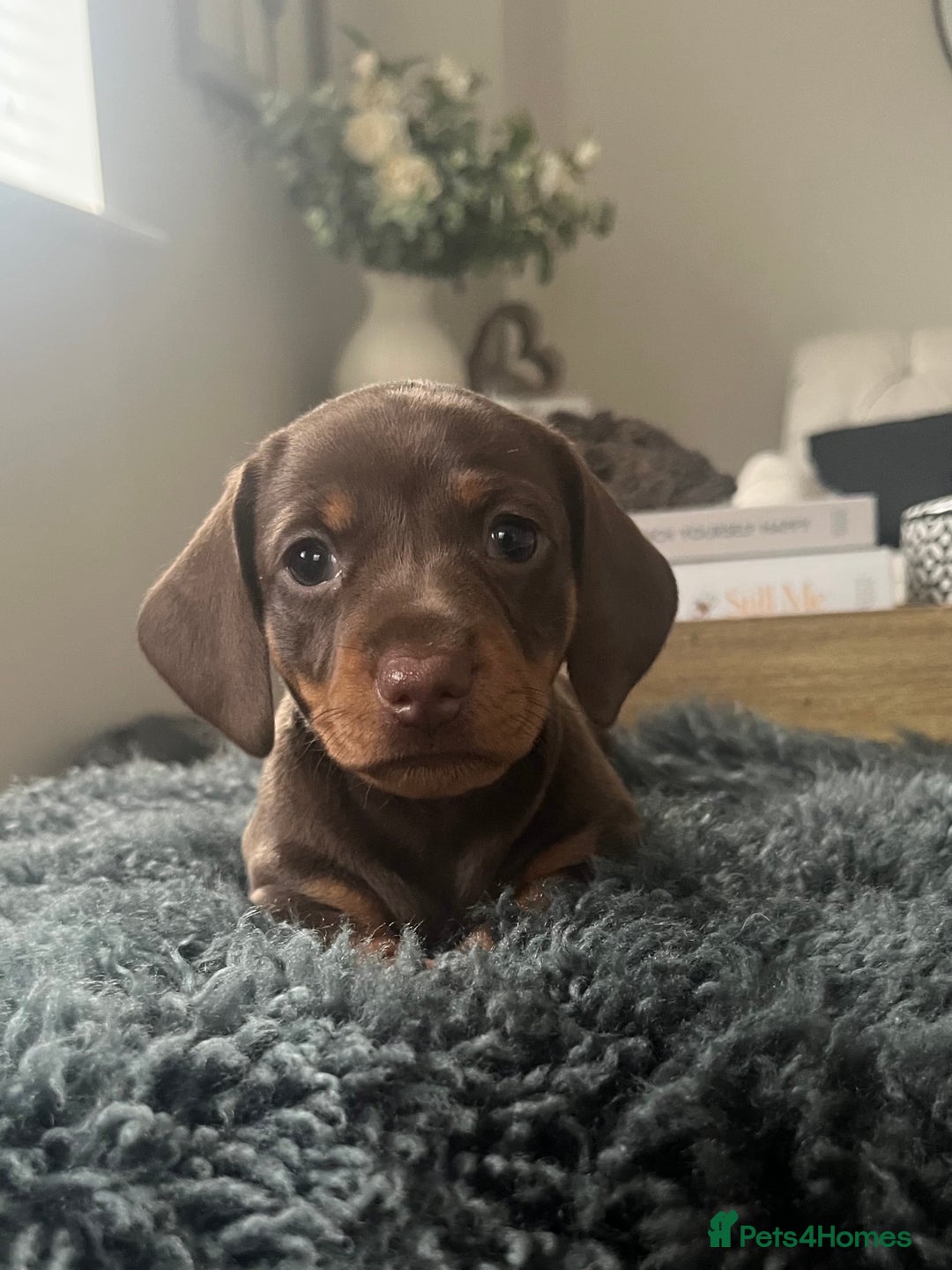Miniature Dachshund dogs for sale: KC Reg Miniature Dachshund Smooth Haired Puppies - Image 5