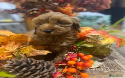 Cavapoo dogs for sale: READY TODAY - Image 5