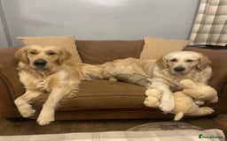 Golden Retriever dogs for sale: Rare & wonderful petite golden retrievers - Image 9