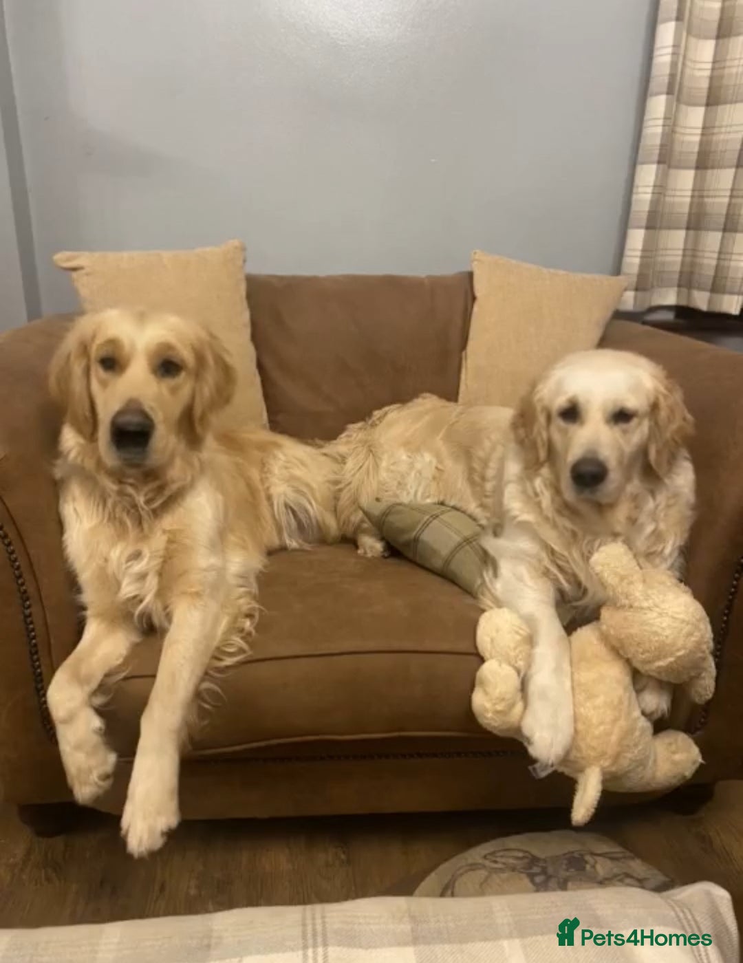 Golden Retriever dogs for sale: Rare & wonderful petite golden retrievers - Image 9