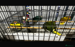 Parakeets birds for sale: Beautiful 7 week old Kakarikis - Advert 4