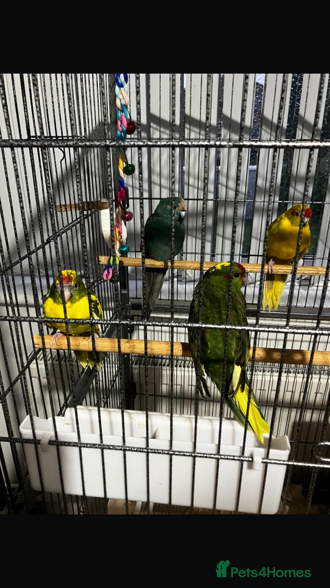 Parakeets birds for sale: Beautiful 7 week old Kakarikis - Advert 4