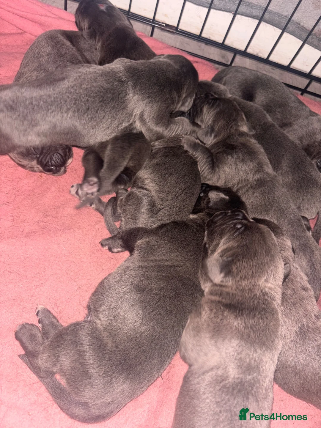 Cane Corso dogs for sale: Cane Corso puppies  - Advert 2