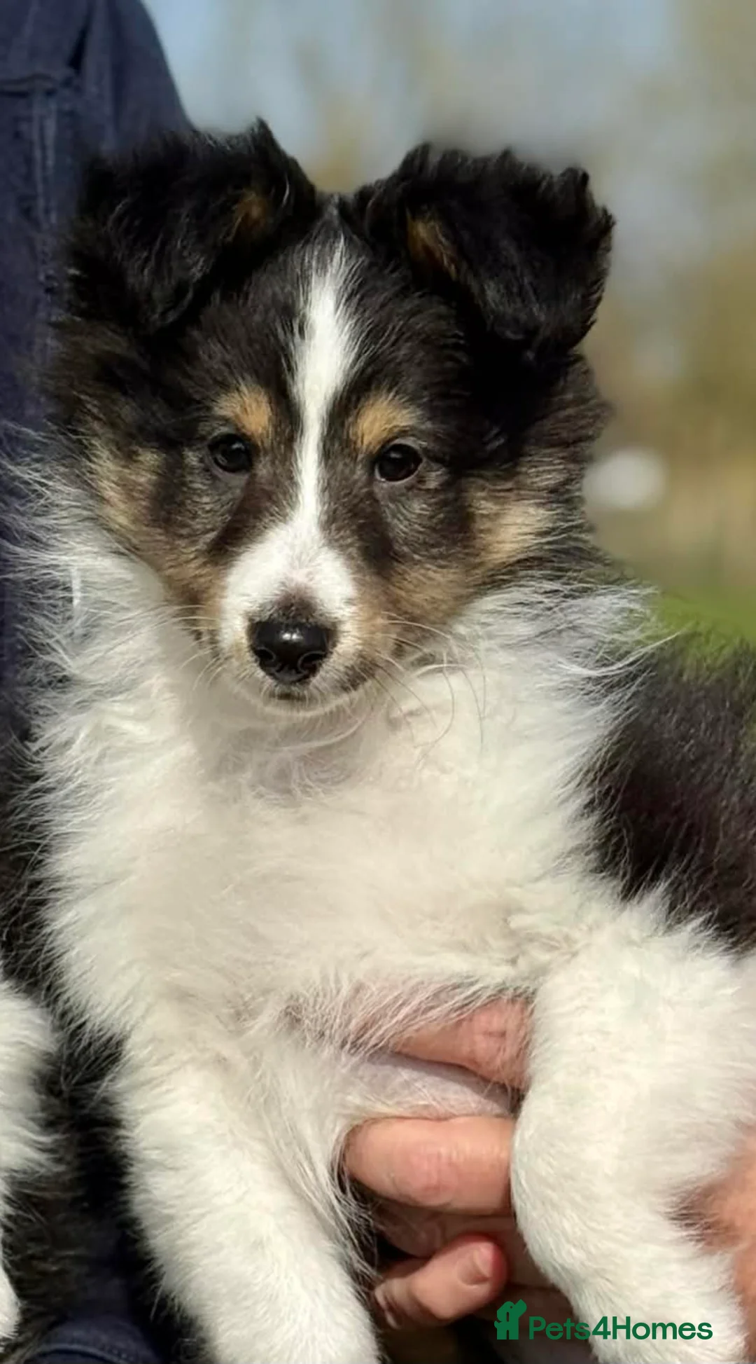 Shetland Sheepdog dogs for sale: 🖤Lovely Tricolour male🖤 - Advert 2