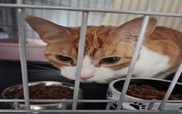 Domestic Shorthair cats for adoption: Meet 3 year old Nova 🐾❤️ - Image 3