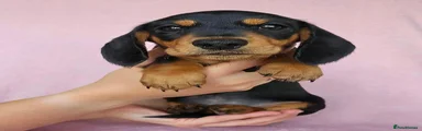 Miniature Dachshund 5