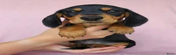 Miniature Dachshund dogs for sale: Magnificent miniature Dachshund puppies. in Northampton - Advert 6