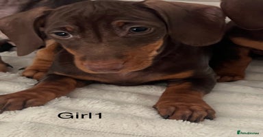 Miniature Dachshund dogs - Advert 8