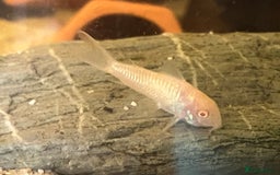 Corys fish for sale: Albino corys. Beautiful iridescent colour - Image 8