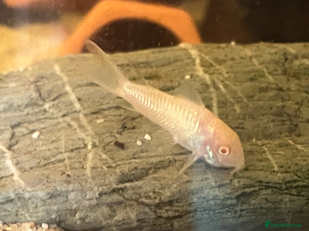 Corys fish for sale: Albino corys. Beautiful iridescent colour - Image 8