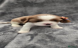 Cavalier King Charles Spaniel dogs for sale: 🐶 KC Cavalier King Charles Spaniel Puppies 🐶 - Image 13