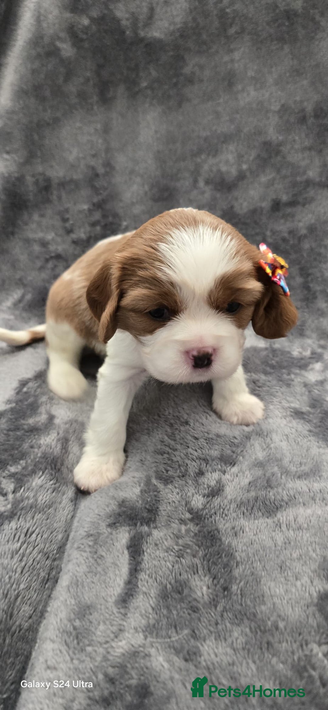 Cavalier King Charles Spaniel dogs for sale: 🐶 KC Cavalier King Charles Spaniel Puppies 🐶 - Image 13