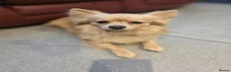 Pomchi dogs for sale: 🐶 Gorgeous 1 year old Rare Blonde Tiny Pomchi 🥰 - Advert 3