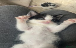 British Shorthair cats for sale: Kitten 1 and kitten 2  - Image 1