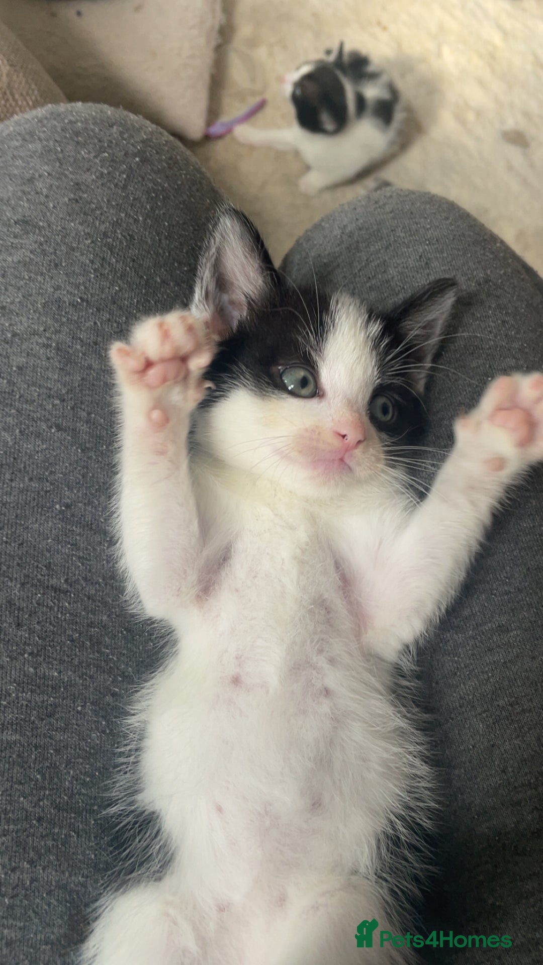 British Shorthair cats for sale: Kitten 1 and kitten 2  - Image 1