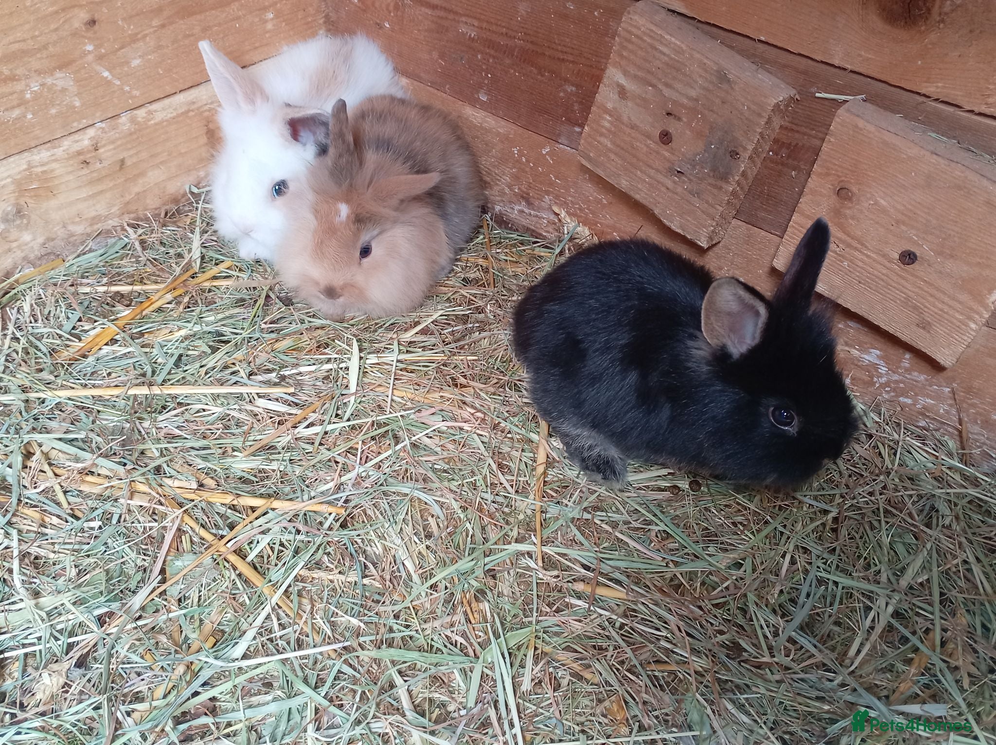 Mini Lion Lop rabbits Lop cross lionhead babies available now - Advert 11