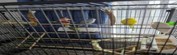 Budgerigars birds for sale: Budgies for sale  in Canvey Island - Advert 7