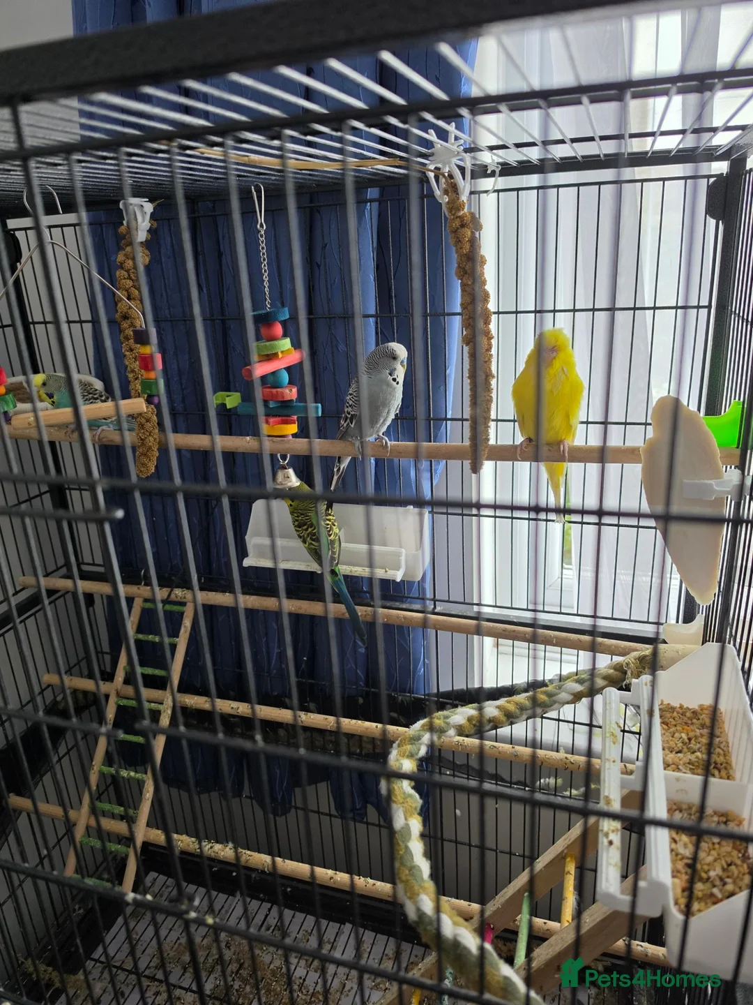 Budgerigars birds for sale: Budgies for sale  in Canvey Island - Advert 7