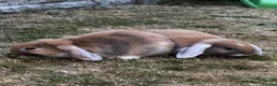 Mini Lop rabbits for sale: 2 Mini Lops - Advert 11