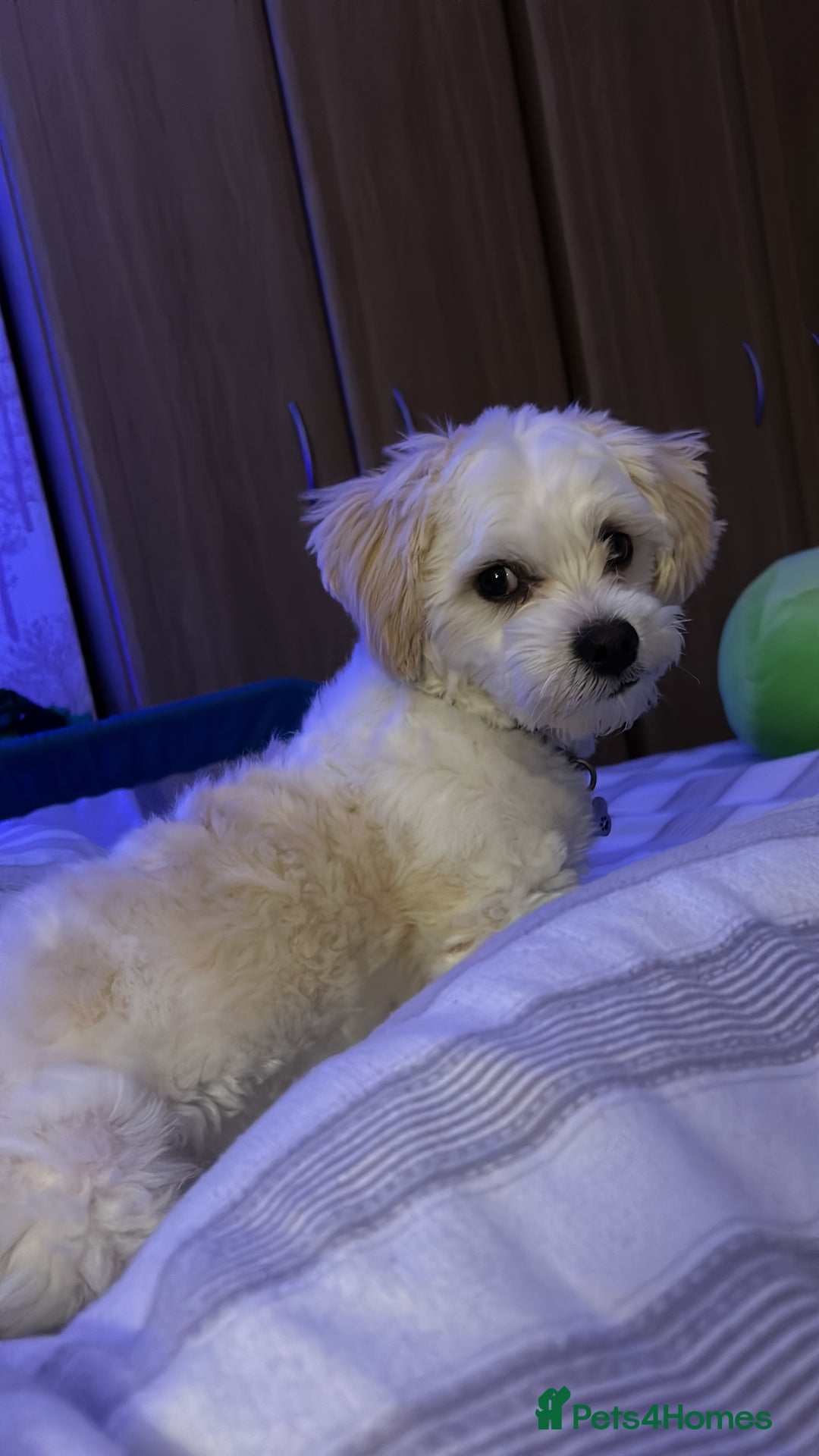 Maltese dogs for stud: Maltichon stud, 2 years old - Image 7