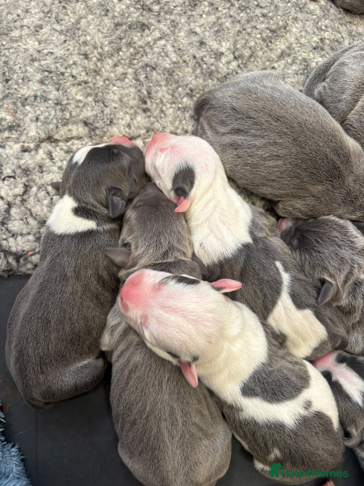 Staffordshire Bull Terrier dogs Beautiful Blue Staffordshire Bull Terrier Puppies - Advert 10