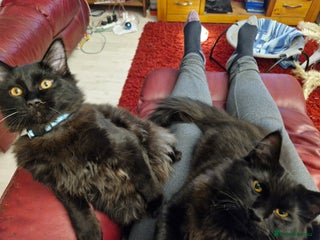 Maine Coon cats Maincoon x ragdoll - Advert 14