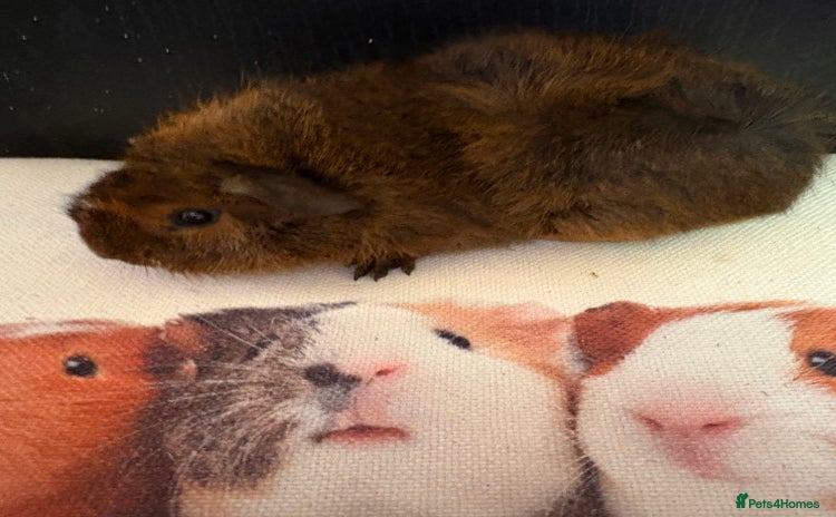 Guinea Pig rodents - Advert 15