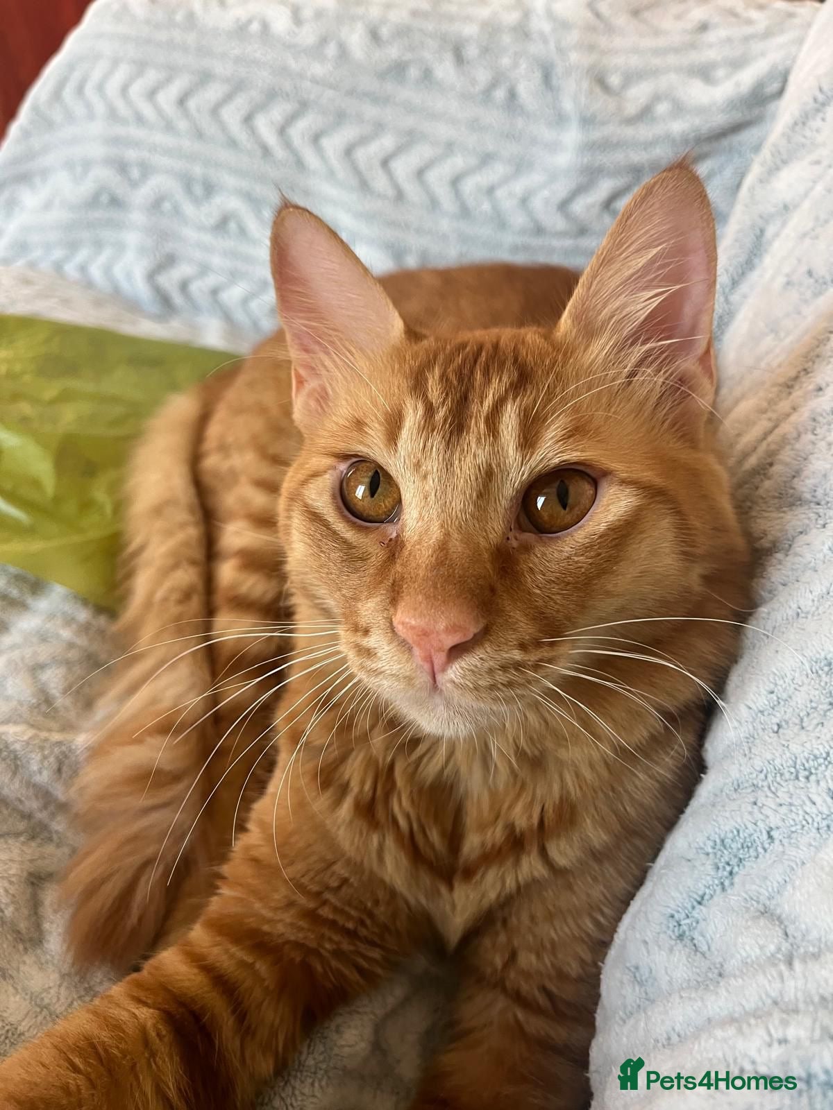 Mixed Breed cats Perfect Family Cat Timothy - Advert 1